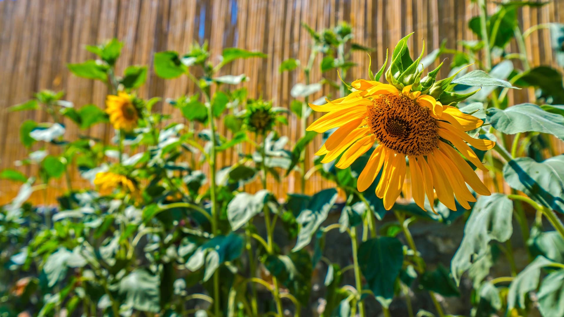 Villa Sezar Patara Korunaklı Havuz 15